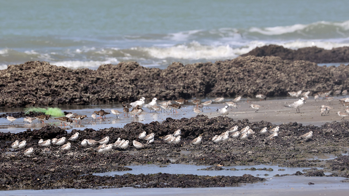 Drieteenstrandlopers